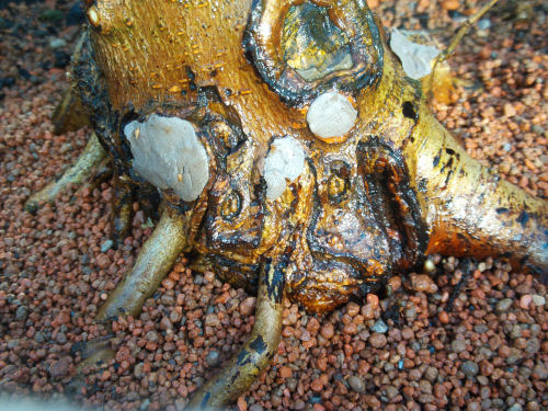 grafted bonsai roots